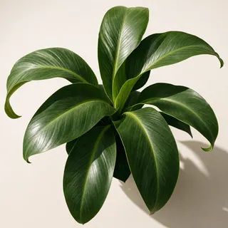Source image: a green leafy plant.